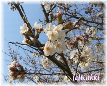 桜2009年4月5日