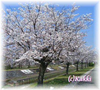 桜2009年4月11日